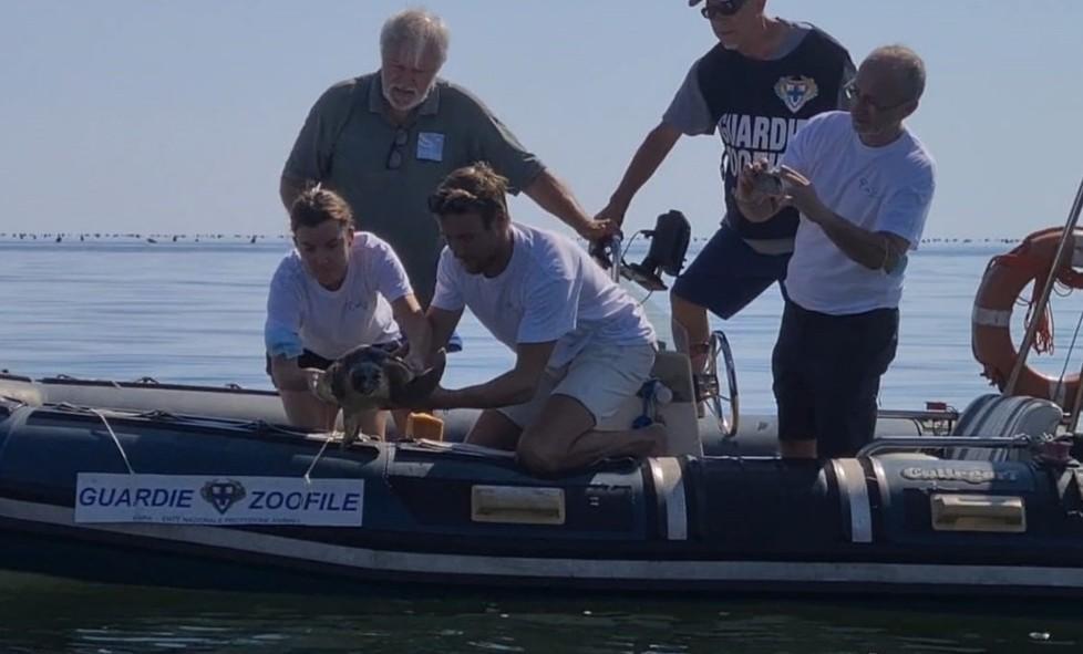 La tartaruga Fazio ha ripreso il mare Libera dopo le cure 