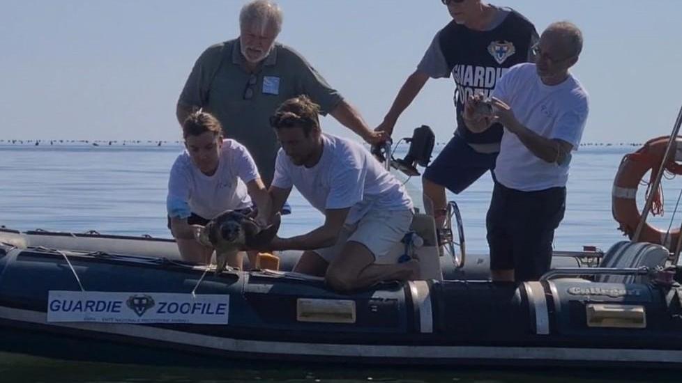 La tartaruga Fazio ha ripreso il mare Libera dopo le cure
