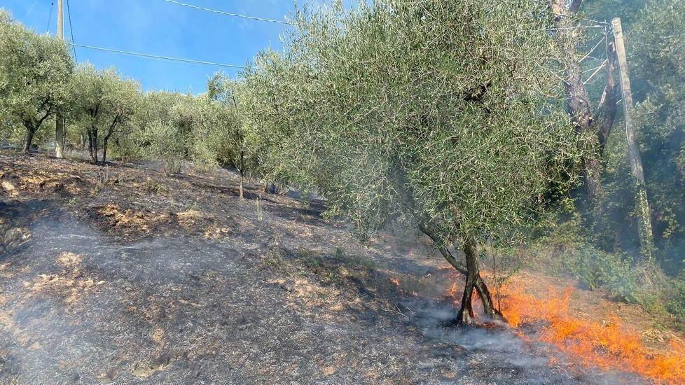 L’oliveto avvolto dalle fiamme