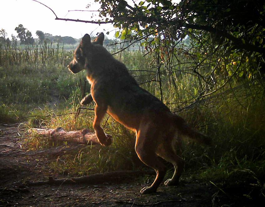 Sono tornati i lupi nel Parco di San Rossore: accertata la presenza di quattro esemplari - Video