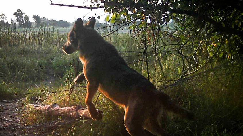 Sono tornati i lupi nel Parco di San Rossore: accertata la presenza di quattro esemplari - Video