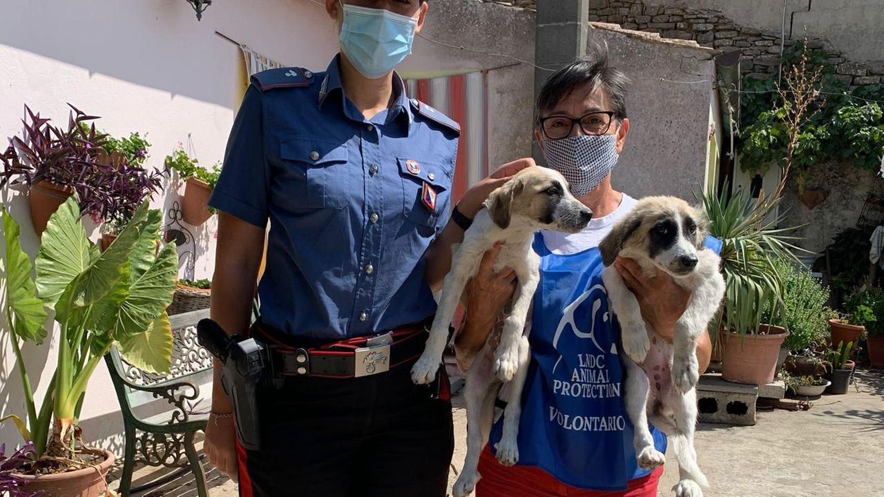 Mandas, i volontari si prenderanno cura dei due cuccioli maltrattati