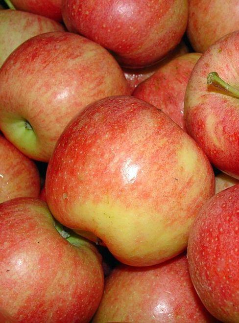 Mele, bene le precoci Ma l’incubo gelate frena gli entusiasmi 