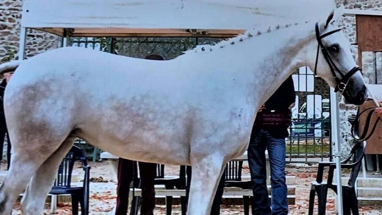Diamante Foresta è la regina degli anglo arabi
