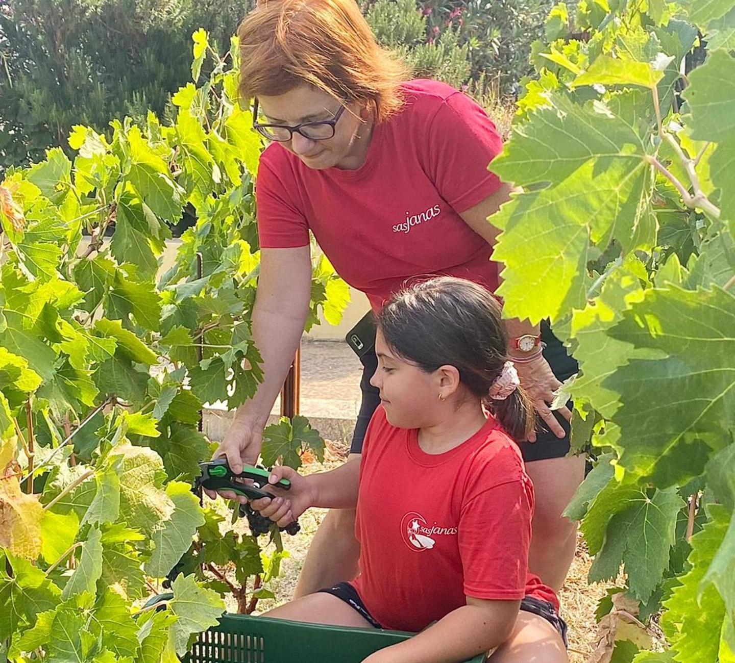 Cantina Murales la vendemmia la fanno i bambini 
