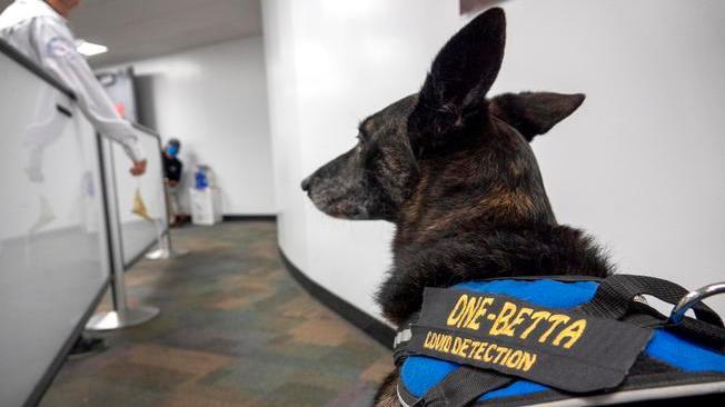 All'aeroporto di Miami in servizio i primi cani anti-Covid