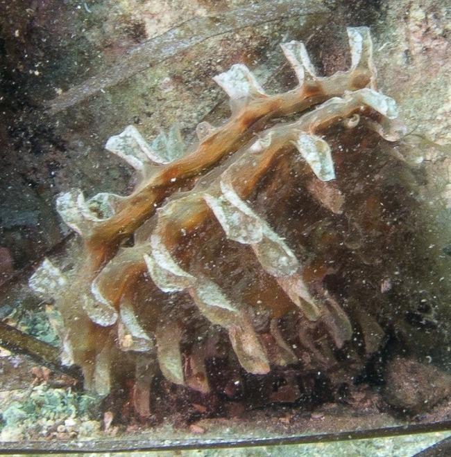 Immersione subacquea per i dieci anni dalla morte di Coletti