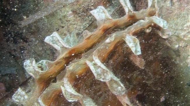 Immersione subacquea per i dieci anni dalla morte di Coletti