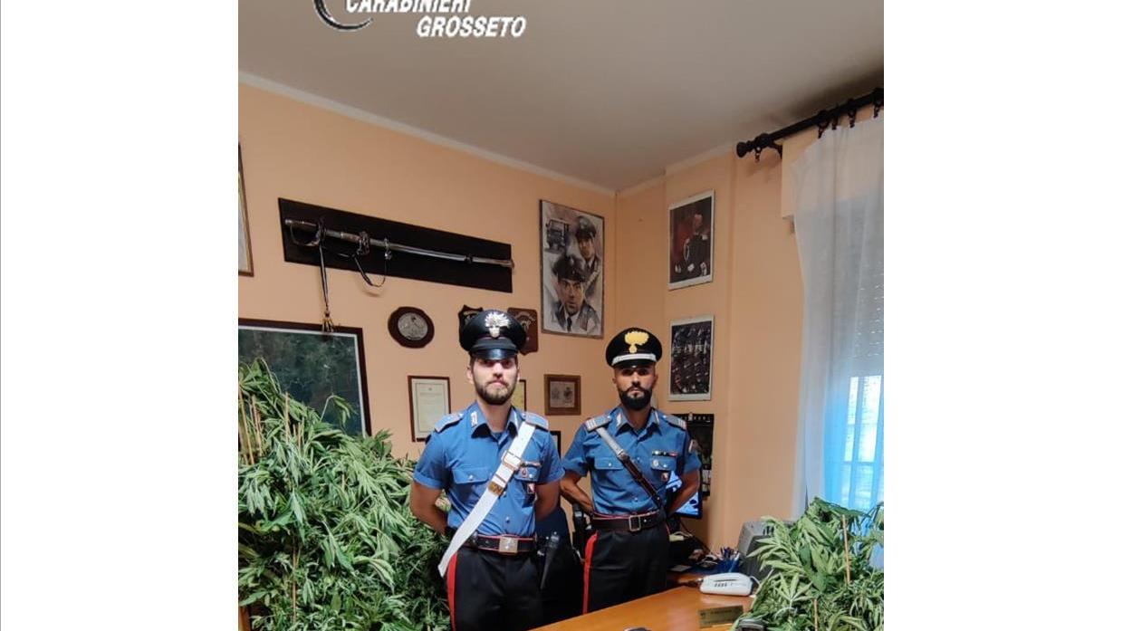 L'agricoltore coltiva marijuana: due chili sequestrati dai carabinieri