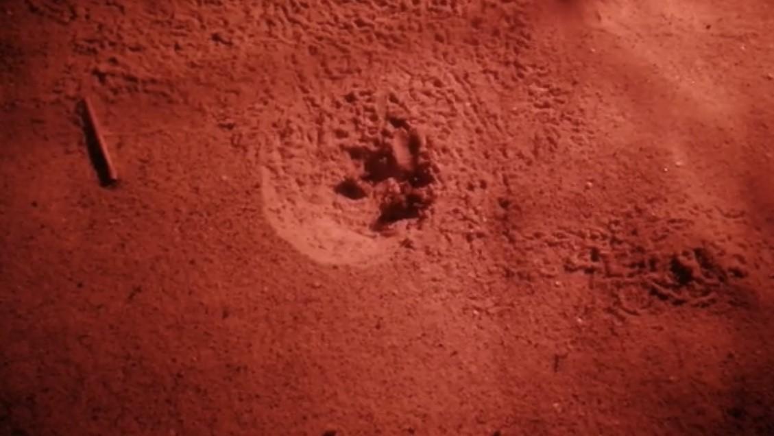 Inizia la schiusa delle uova nate 40 tartarughe Caretta 