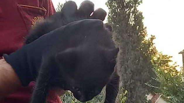 Il gattino nelle mani di un vigile del fuoco