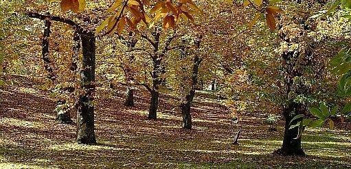 L’agronomo spiega come gestire i boschi di castagno