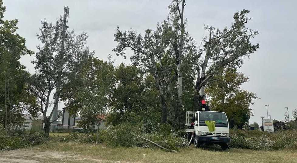 La pulizia dell’isola spartitraffico tra rifiuti e pioppi ammalati