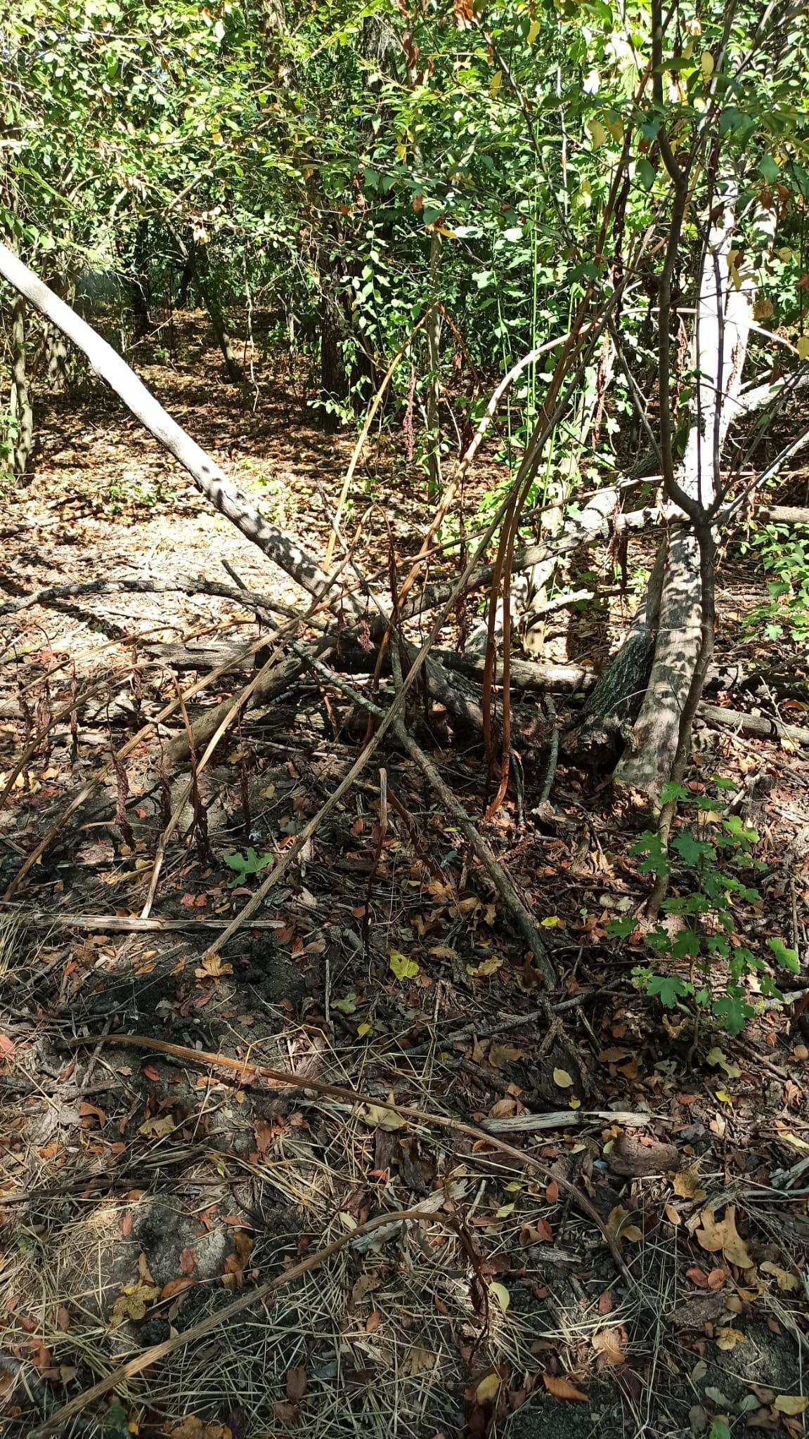 Saman, un sopralluogo dei carabinieri nel bosco 