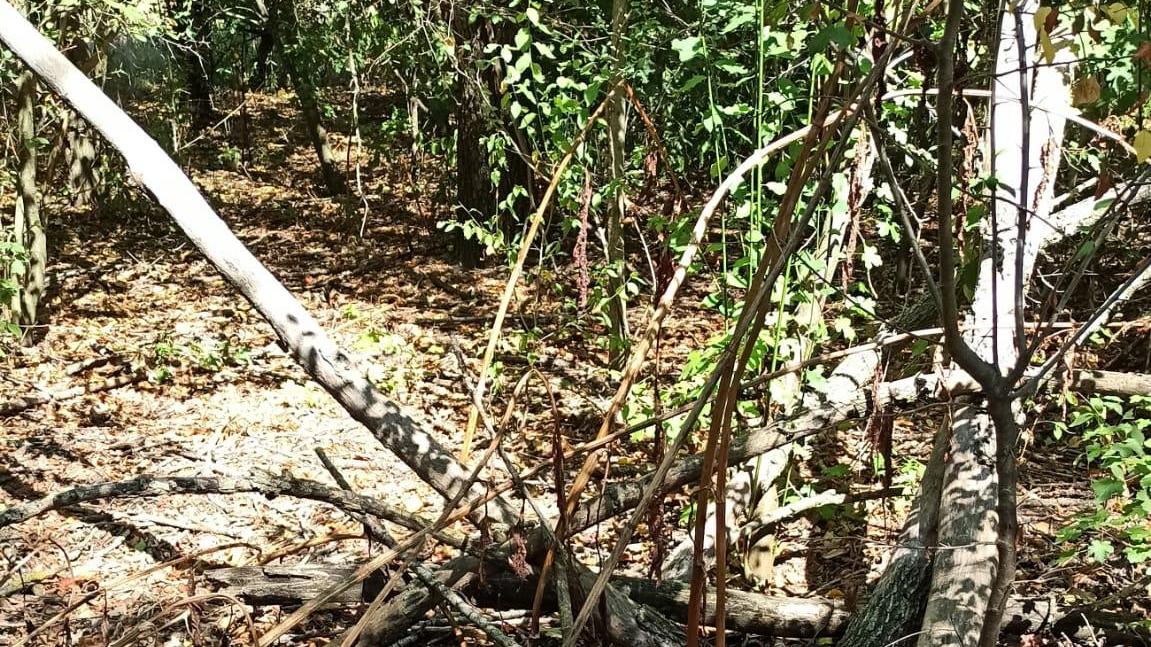 Saman, un sopralluogo dei carabinieri nel bosco