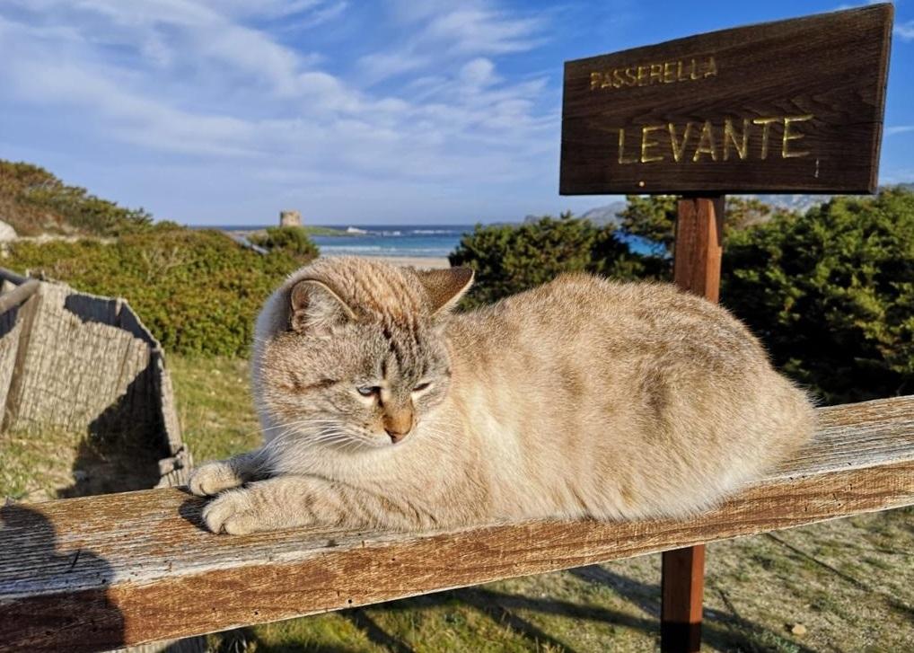 Stintino alla conta delle colonie feline 