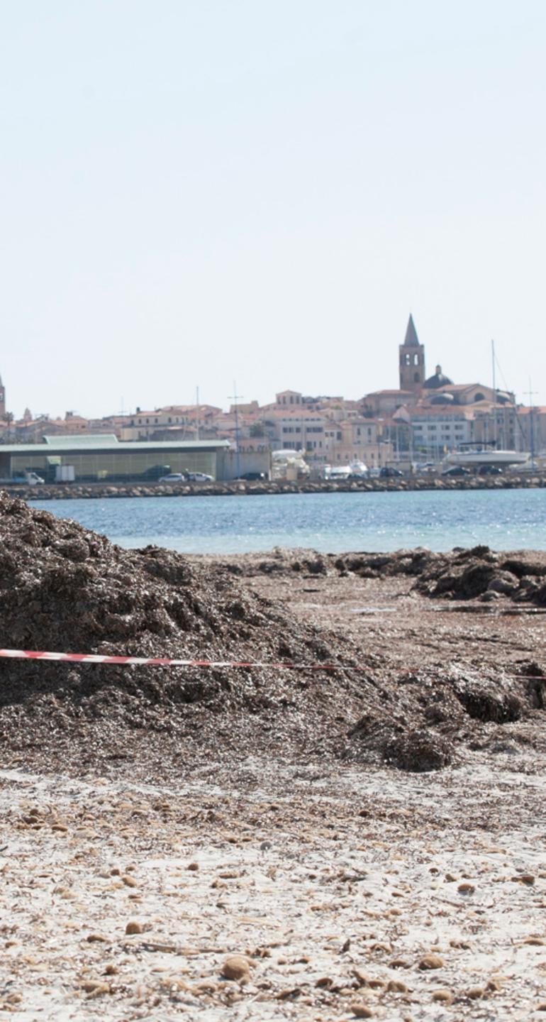 Recupero posidonia: al Cip sono arrivate le prime tre offerte 