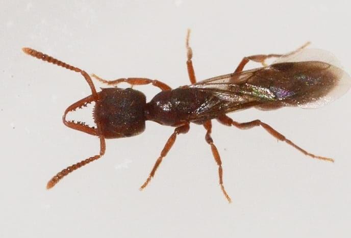 Sorpresa, alle Cerbaie spunta un esemplare di formica Dracula