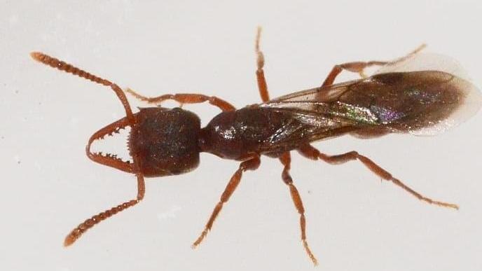 Sorpresa, alle Cerbaie spunta un esemplare di formica Dracula
