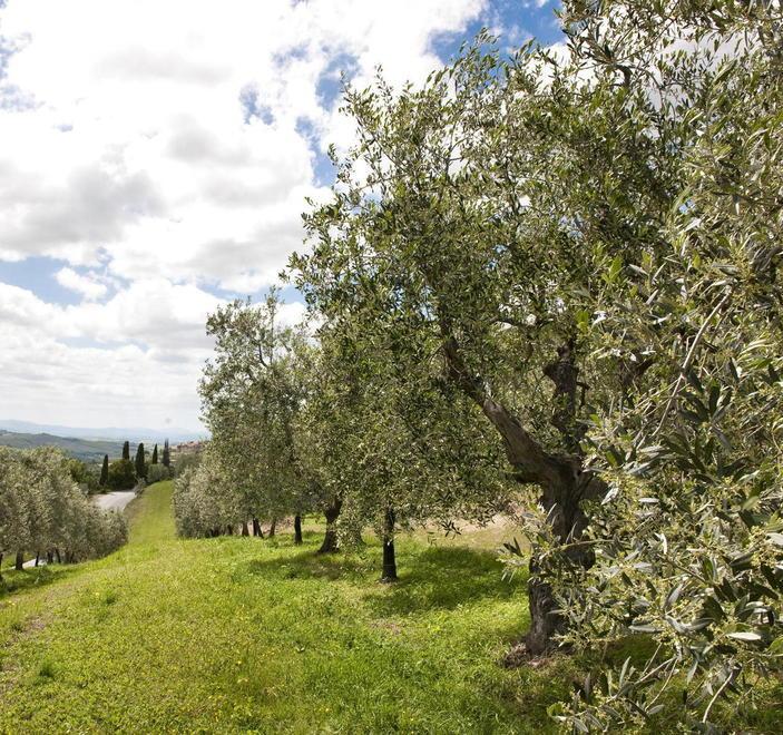 Passeggiate con la guida nell’autunno suveretano