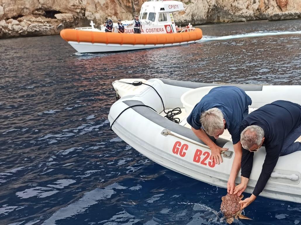 La tartaruga Paola è ritornata a Capo Caccia 