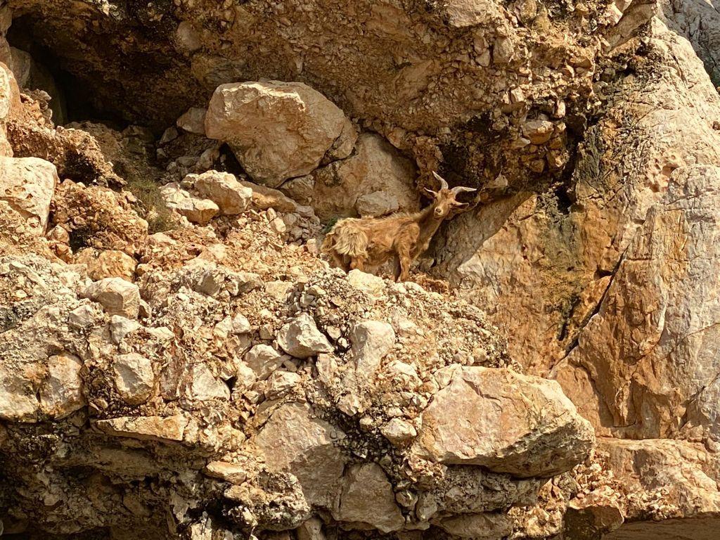 Tavolara, capra bloccata in un anfratto: fallisce il primo tentativo di recupero  