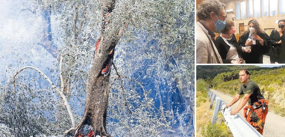Sopra una pianta di ulivo danneggiata dal fuoco. In alto a destra gli avvocati delle parti civilie in basso Giacomo Franceschi