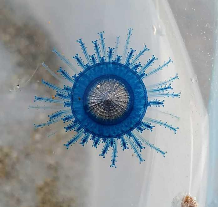 La medusa recuperata e poi rilasciata in mare, qui nel secchiello