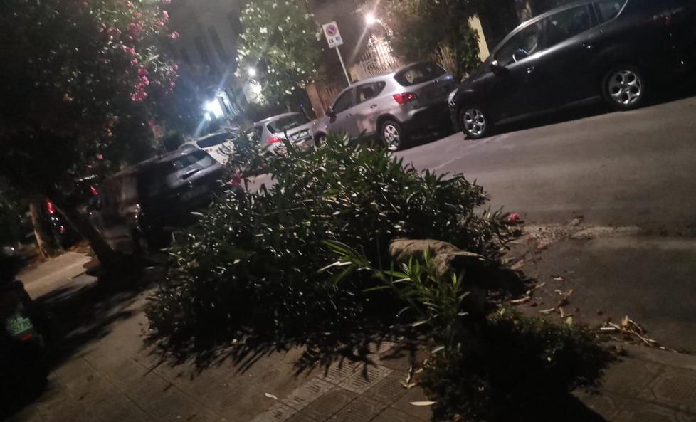 Oleandri senza manutenzione in via IV novembre crollano 