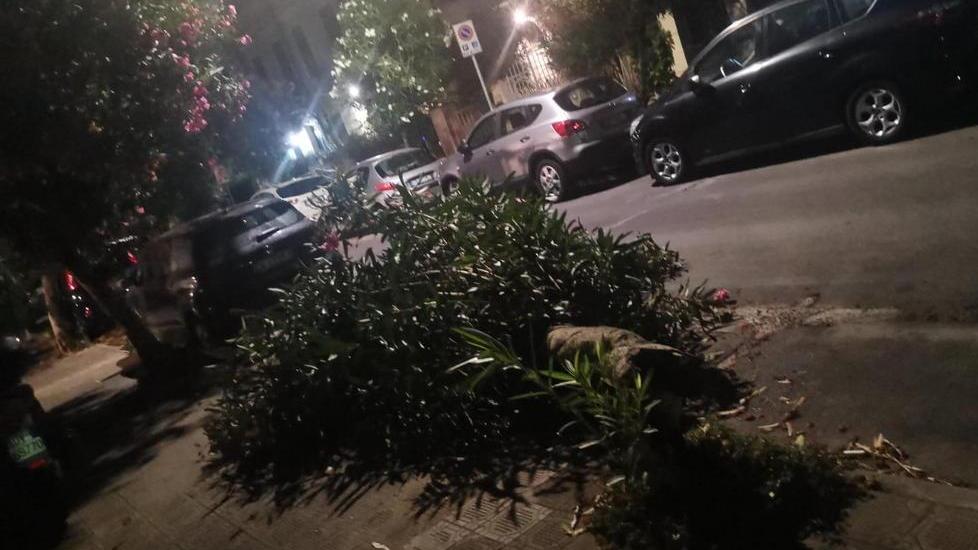 Oleandri senza manutenzione in via IV novembre crollano