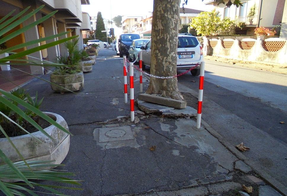 In via degli Ontani alberi transennati e marciapiedi rotti
