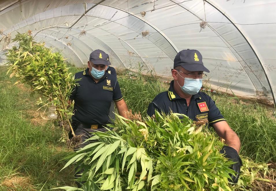 «Coltiviamo ortaggi» Ma nascondono 104 piante di marjuana 