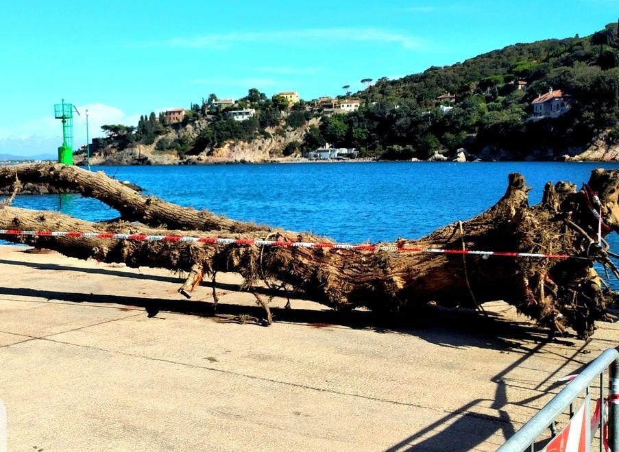 Metteva a rischio le imbarcazioni Rimosso maxitronco