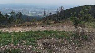 Piantati quasi 18mila alberi per la rinascita del verde