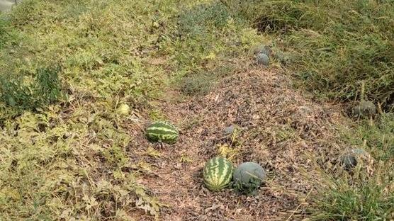 Strage di cocomeri «Lasciati marcire e tolti con l’erpice»