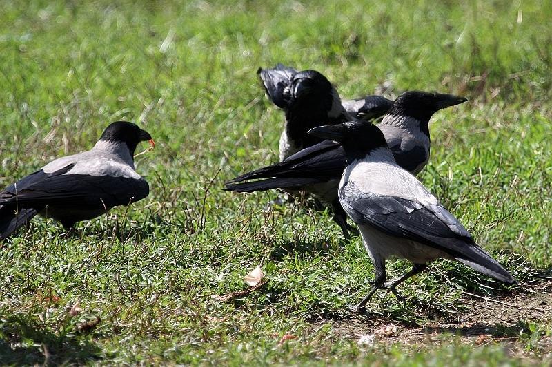 Spara a piccioni e cornacchie: 77enne denunciato a Selargius