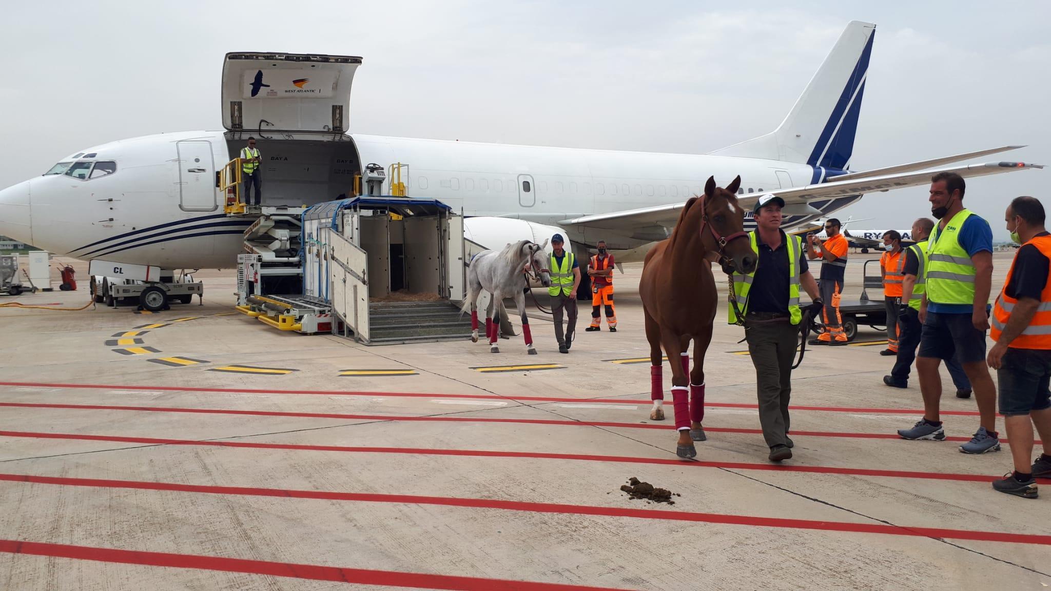 I cavalli preziosi volano in business class