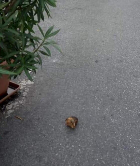 Spugne fritte per i cani, l’allarme anche a Avenza