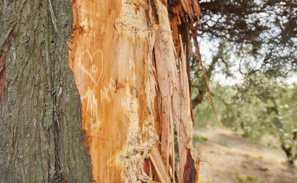 Sull’albero compare il ricordo: un cuore e la scritta “ti amo”