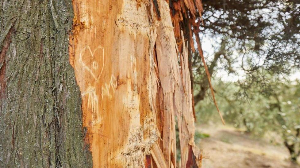 Sull’albero compare il ricordo: un cuore e la scritta “ti amo”