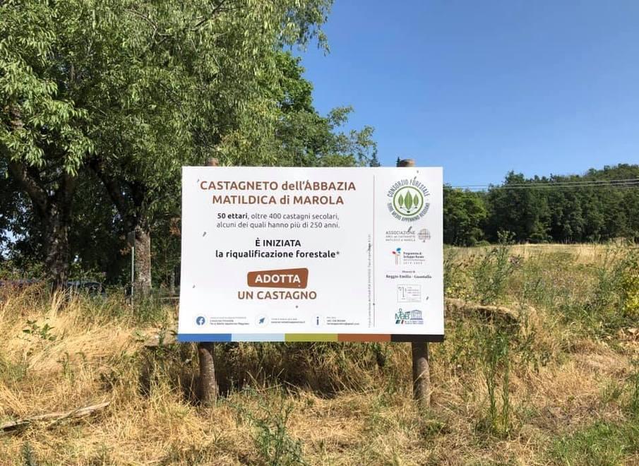 Castagni centenari in adozione a Marola 