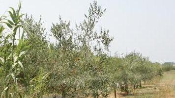 Gestione comune dell’oliveta in via Filidei Incontro coi cittadini