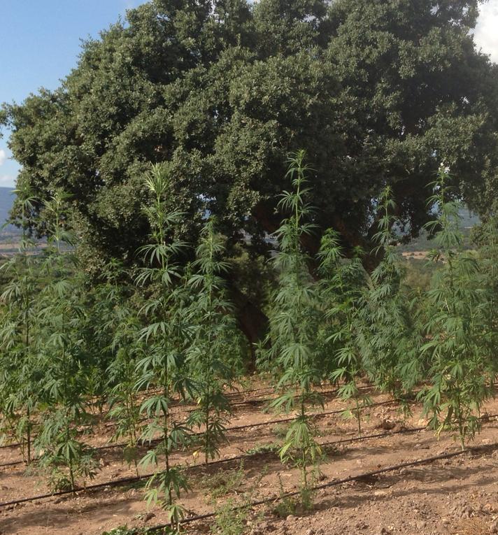 Un convegno del Distretto rurale sulla coltivazione della canapa