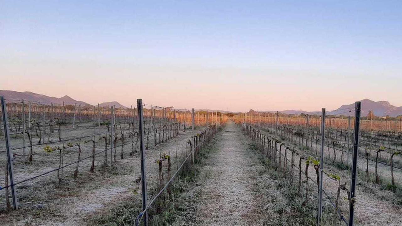 Imprese agricole, risarcimento per le gelate di aprile