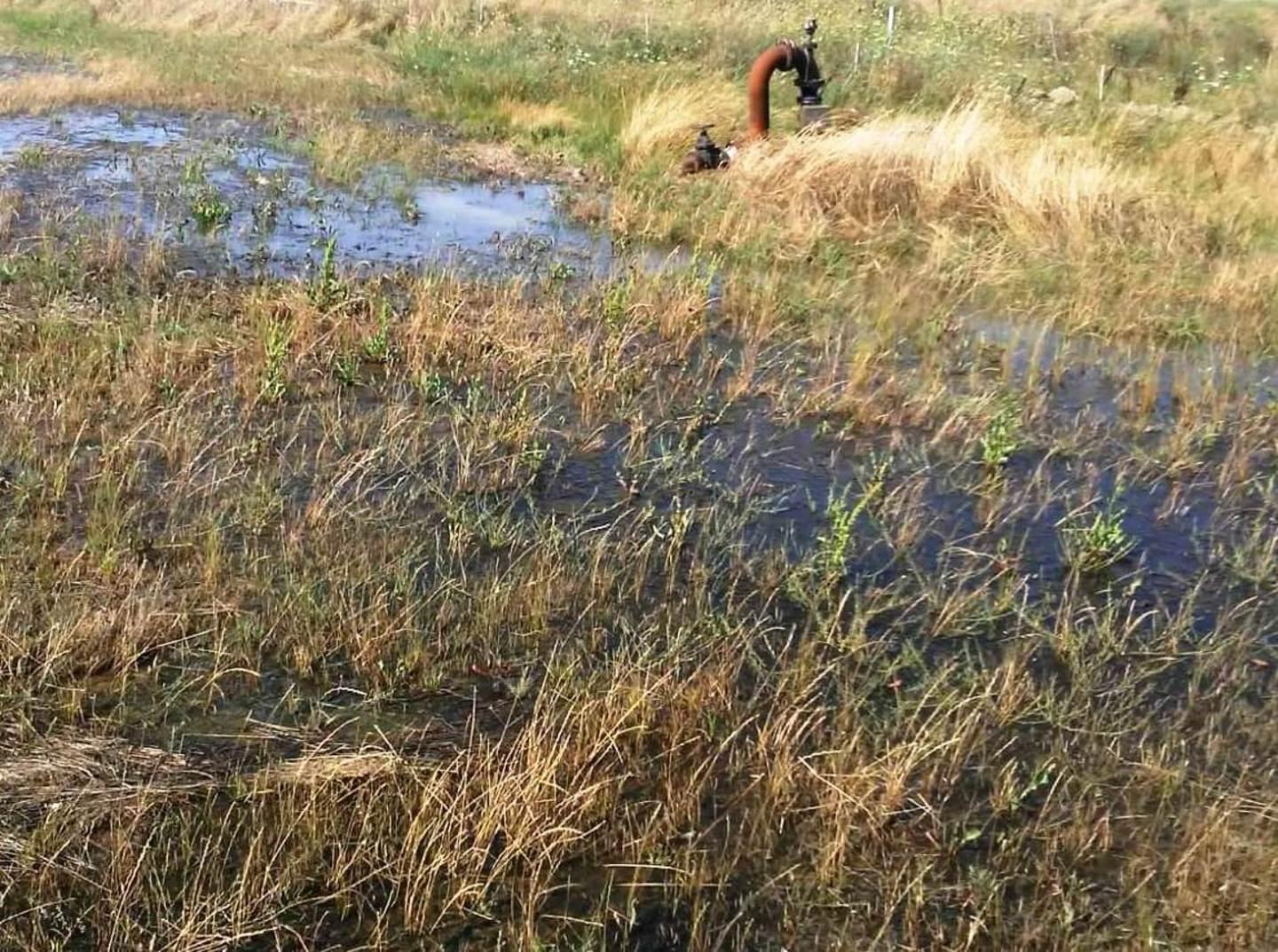 «Pozze d’acqua e insetti, è allarme blue tongue» 