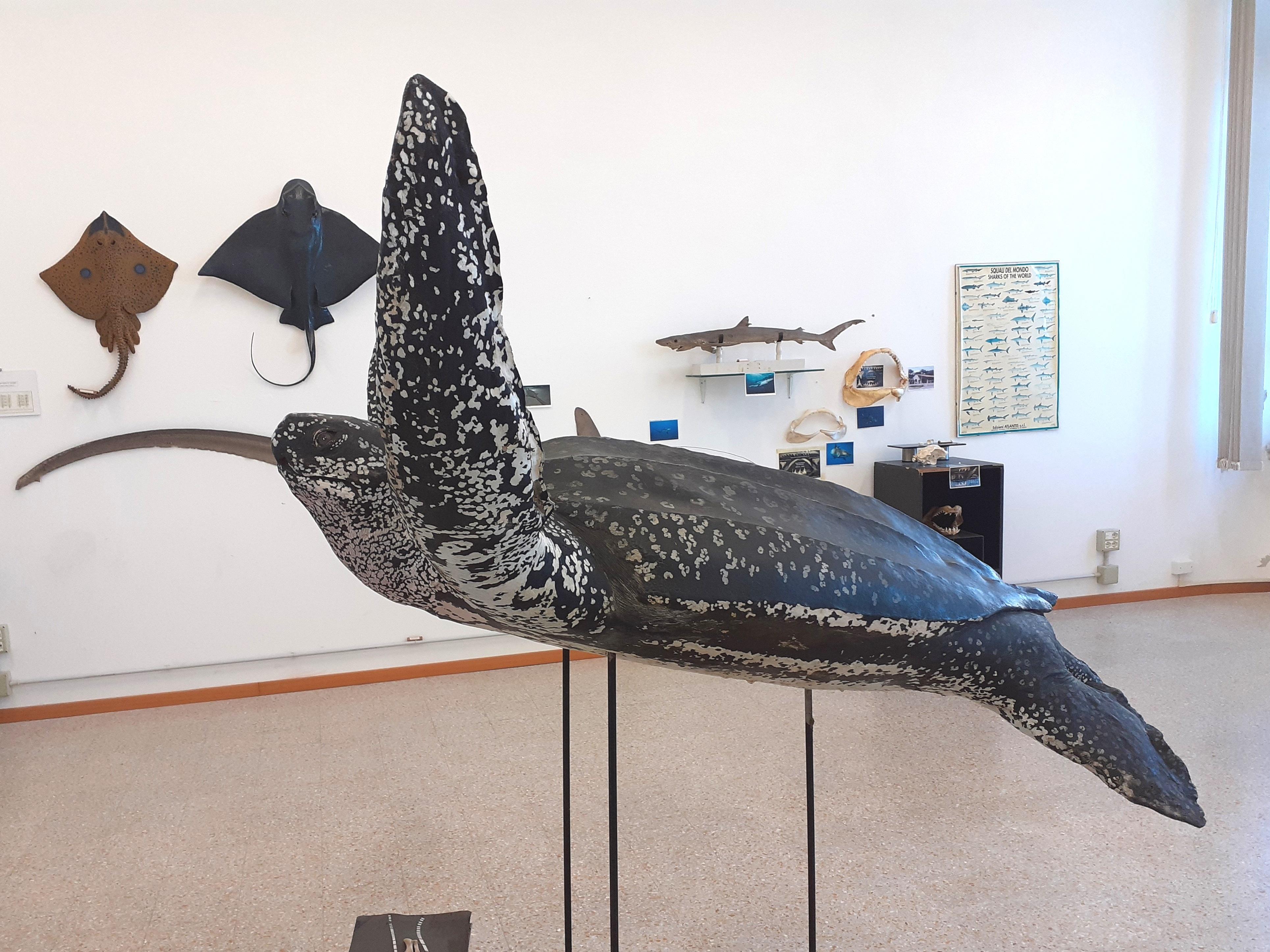 Una Tartaruga liuto in mostra al museo del mare di Piombino