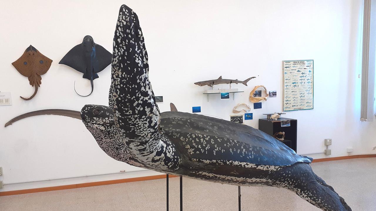 Una Tartaruga liuto in mostra al museo del mare di Piombino