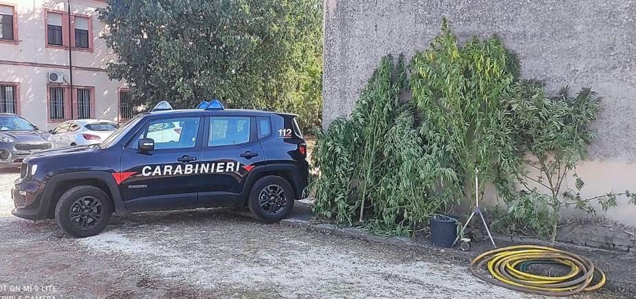 Lagosanto. Piante di cannabis e munizioni in casa: arrestato
