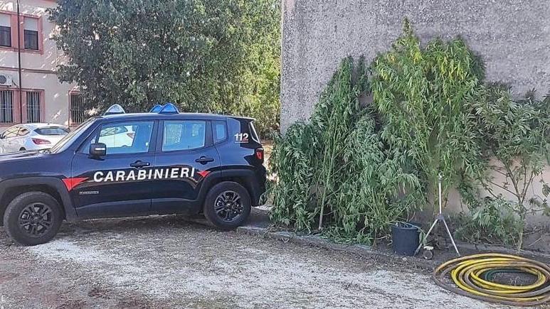 Lagosanto. Piante di cannabis e munizioni in casa: arrestato