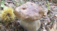 Funghi: nei weekend divieto ai non residenti